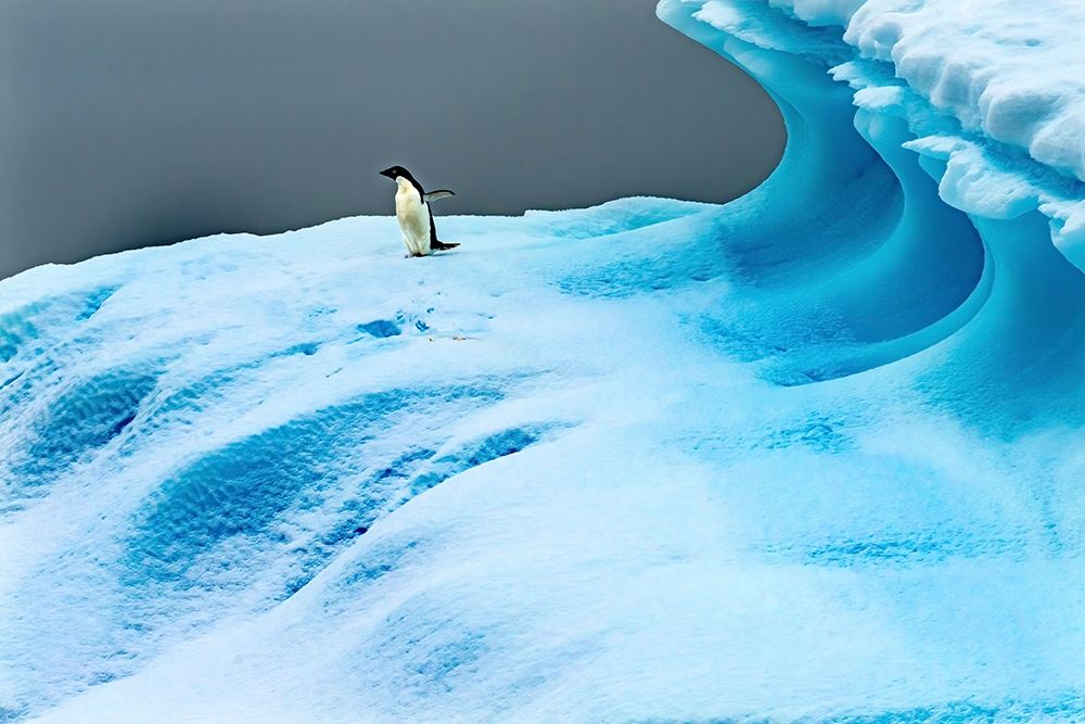 Adelie Penguin blue iceberg Charlotte Bay-Antarctica  art print by William Perry for $57.95 CAD